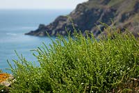 Beta vulgaris subsp. maritima  - Sea Beet, Sea Spinach. growing on the cliffs on The Lizard peninsula, Cornwall