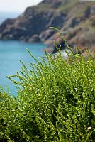 Beta vulgaris subsp. maritima  - Sea Beet, Sea Spinach. growing on the cliffs on The Lizard peninsula, Cornwall