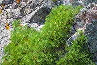 Crithmum maritimum - Rock Samphire growing on cliffs at The Lizard Peninsula, Cornwall. 
