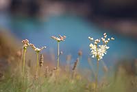  Filipendula vulgaris - Dropwort or Fern-leaf Dropwort growing on the cliffs on The Lizard peninsula, Cornwall.