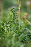 Filipendula vulgaris - Foliage of Dropwort or Fern-leaf Dropwort growing on the cliffs on The Lizard peninsula, Cornwall. 