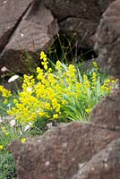 Galium verum - Lady's Bedstraw growing on cliffs at The Lizard Peninsula, Cornwall. 