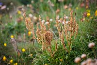 Rumex acetosella. - Sheep's Sorrel. 