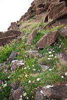Wildflowers growing on cliffs at The Lizard Peninsula, Cornwall. Including chives, wild carrot, sorrel