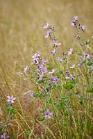 Malva sylvestris - Common mallow growing wild in a field. 