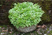 Aegopodium podagraria 'Variegatum'. Controlling invasive variegated ground elder by growing it in a stone trough at Bosvigo Gardens, Cornwall