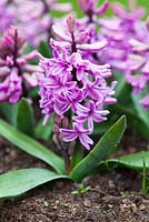 Hyacinthus orientalis 'Andorra'