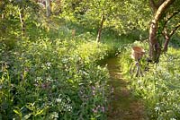 Old Orchard, Bramleys with Cow Parsley beneath.