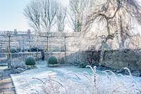 Garden in winter with Betula pendula 'Youngii', pleached field maples and box topiary.