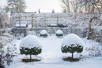 Formal town garden with snow. Box topiary and internal boundaries formed by pleached field maples and hawthorn hedges.