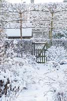 Garden in snow with gate in hedge and pleached field maples