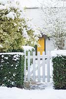 White picket gate in yew hedge. Cottage with yellow front door. Euonymus fortunei 'Silver Queen'.