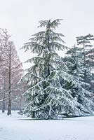 Cedrus deodara. Mature tree in winter with snow