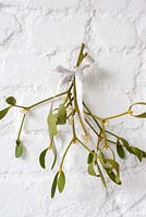 Viscum album - Bunch of Mistletoe hanging on white wall