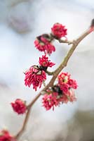 Parrotia persica. Close up of flowers