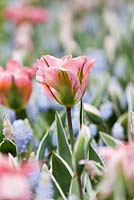 Tulipa 'china town' and muscari armeniacum 'valerie finnis' 