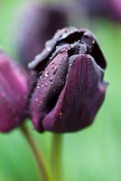 Tulipa 'paul scherer' (3) 