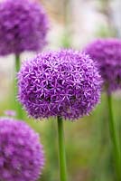 Allium 'pinball wizard' 