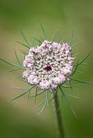 Daucus carota. Queen Anne's Lace. Emerging flower of Wild carrot. 