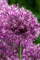 Allium jesdianum 'Early Emperor'