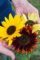 Person holding cut heads of sunflower 'Autumn Beauty' 