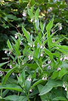 Symphytum x uplandicum 'Bocking 14' - Russian Comfrey