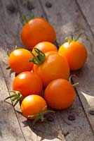 Tomato 'Jaune Flamme'. Heirloom tomato