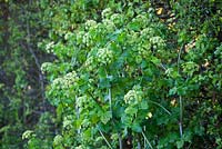 Smyrnium olusatrum. Alexanders growing by a country lane. 