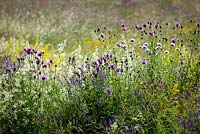 The meadow at Magdalen Hill Down Butterfly Nature Reserve with Greater Knapweed, Field Scabious, Hedge and Lady's Bedstraw and Tufted Vetch. Centaurea scabiosa, Knautia arvensis, Galium mollugo, Galium verum, Vicia cracca