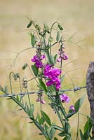 Lathyrus latifolius - Everlasting Pea growing wild by a barbed wire fence 