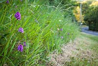 Anacamptis pyramidalis - Showing where a roadside verge has been cut and so damaged an orchid population. Pyramidal Orchid. 