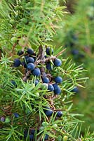 Juniperus communis. Common Juniper berries. 