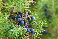 Juniperus communis. Common Juniper berries. 
