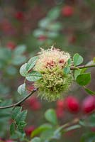 Rose bedeguar gall, Robin's pincushion gall, or moss gall growing amongst rose hips. Diplolepis rosae