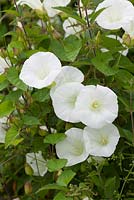 Calystegia sepium - Hedge Bindweed