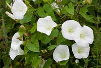 Calystegia sepium - Hedge Bindweed