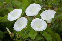 Calystegia sepium - Hedge Bindweed