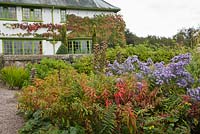 Vibrant colourful autumn border with Euphorbia Asters Acanthus and Hypericum Vitis cognetiae on Arts and Crafts house - Perrycroft, Herefordshire 
