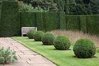 Row of Buxus balls on south terrace with formal clipped hedge and bank of Knapweed seeheads