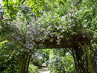 Solanum crispum 'Glasnevin' climbing over archway in large garden