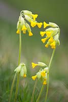 Primula veris - Cowslips growing in grass. 