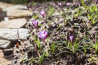 Crocus sieberi 'Spring Beauty'