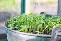 Rocket - Eruca sativa seedlings