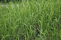 Oryza sativa - Rice close up of young plants