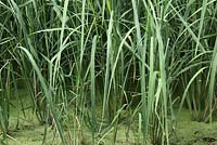 Oryza sativa - Rice plants grow in water 