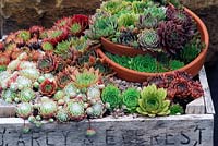 Mixed Sempervivums in pots 