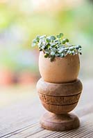 Cress planted in empty egg shell, sat in egg cup