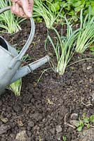 Watering divided Snowdrops