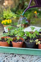 Watering self seeded Geranium maderense