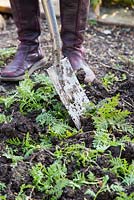 Green manure in raised vegetable bed. Digging in. 